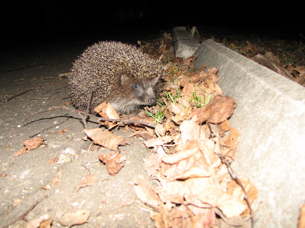 друзей наших меньших мы не напрягали…